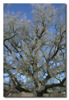 Arbol en invierno  -  Tree in winter