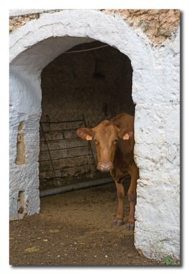 Vaca Menorquina  -  Menorcan cow