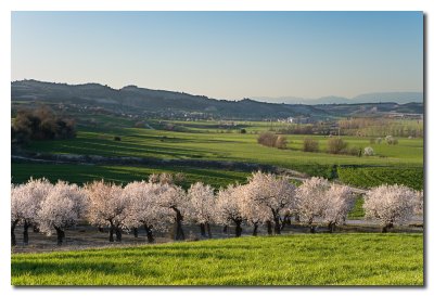 Almendros en flor  -  Flowered almond trees