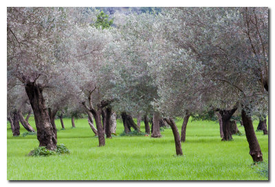 Olivos  -  Olive tree orchard