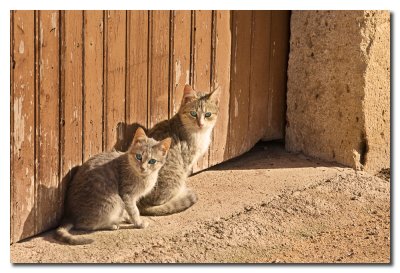 Pareja de gatos  -  Pair of cats