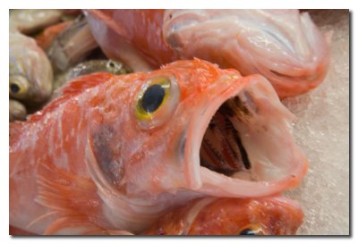 Pescados en el mercado  -  Fish Market