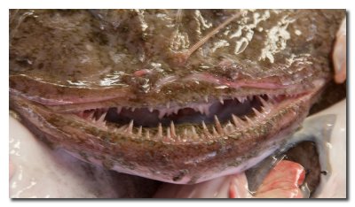 Pescados en el mercado - Fish Market