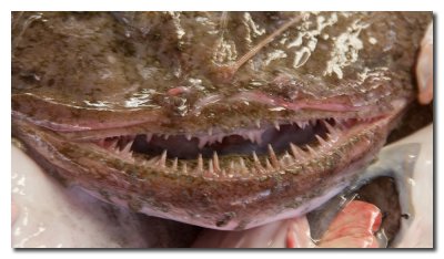 Pescados en el mercado  -  Fish Market