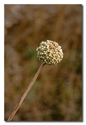 Planta seca - Dry shrub