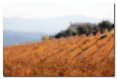 Viedos en Otoo  -    Vineyard in autumn