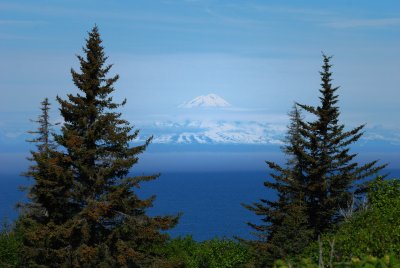 Mount Redoubt framed by Spruce