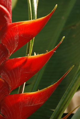 Heliconia detail