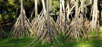 Banyon tree roots