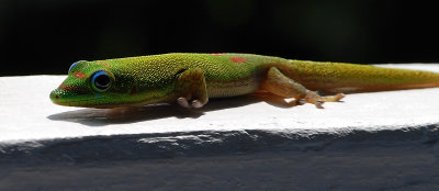 friendly Gecko