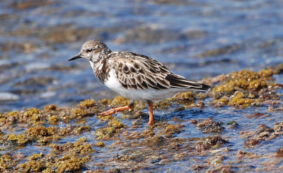 Ruddy Turnstone