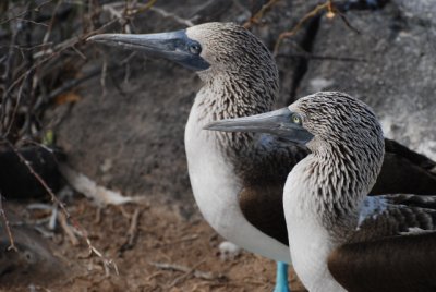 blue-footed booby pair