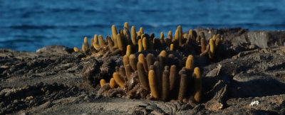 lava cactus by the sea