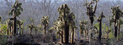 opuntia forest