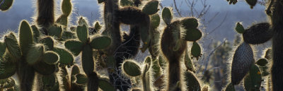 opuntia forest detail