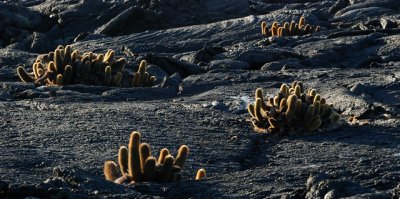 lava cactus