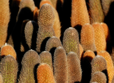 lava cactus close up