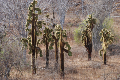 opuntia grove