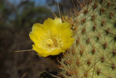 Cacti