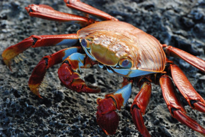 sally lightfoot crab