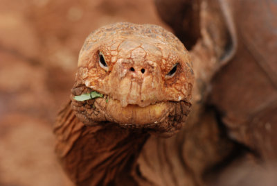 a very old tortoise