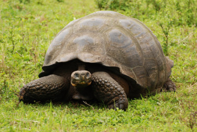 Galapagos tortoise