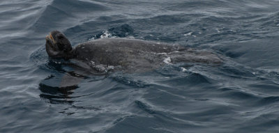 Pacific green turtle