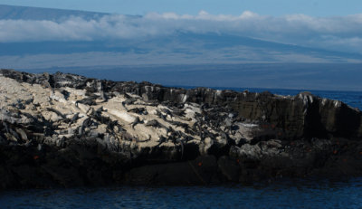 sunning iguanas and shield volcno
