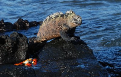 Sally Lightfoot crab and marine iguana