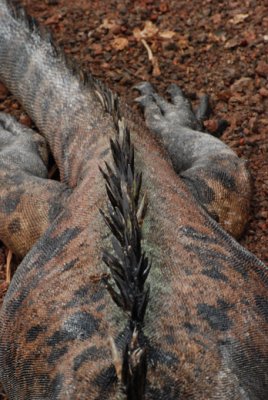 Iguanas & Lizards