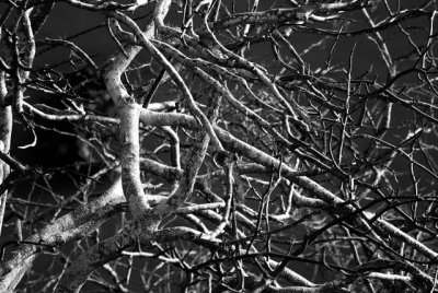 Monochrome of deciduous tree