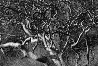 Monochrome of deciduos tree