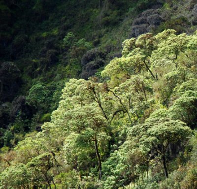Highland forest in caldera