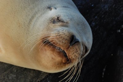 Marine Mammals