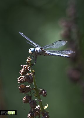 IMG_7859 copy.jpg