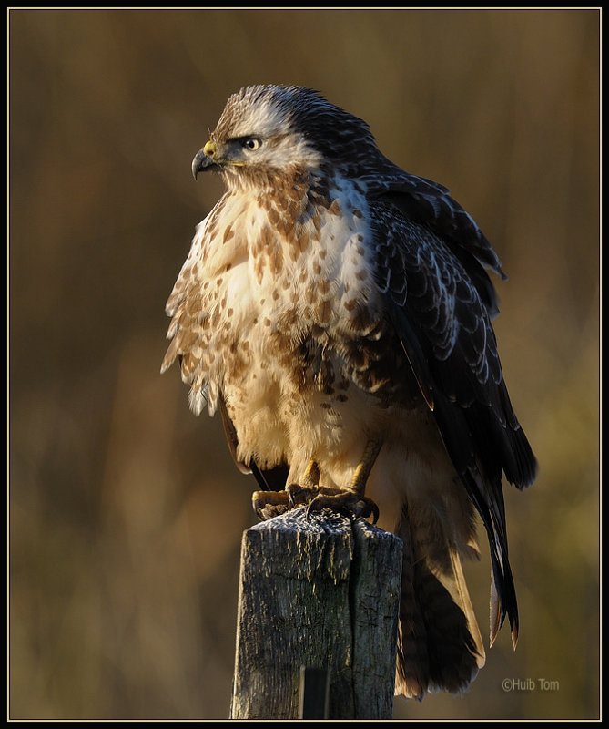 Buizerd - Buzzard