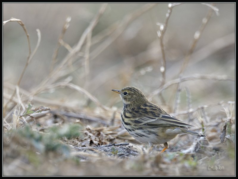 Graspieper - Meadow Pipit