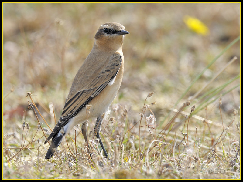 Tapuit - Wheatear