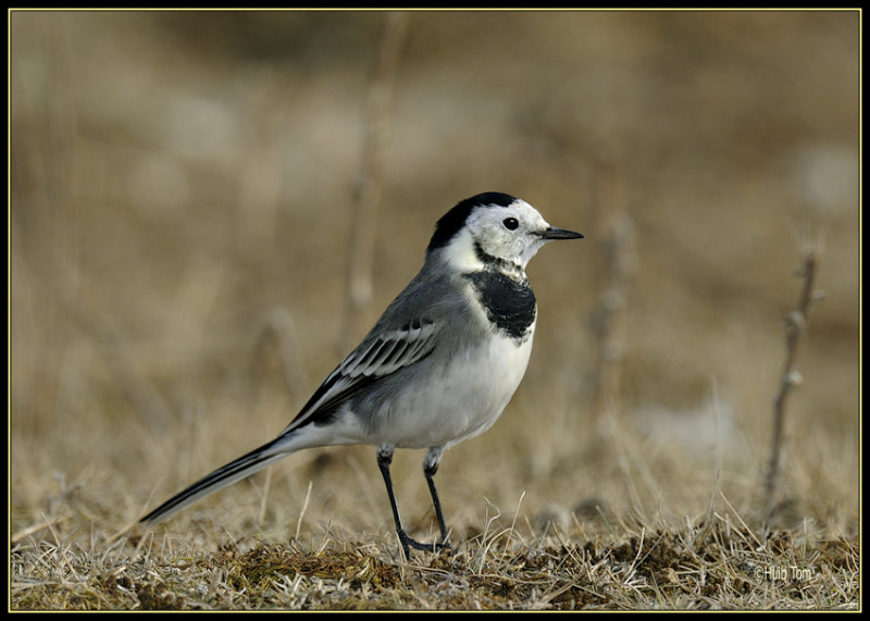 Kwikstaart - White Wagtail