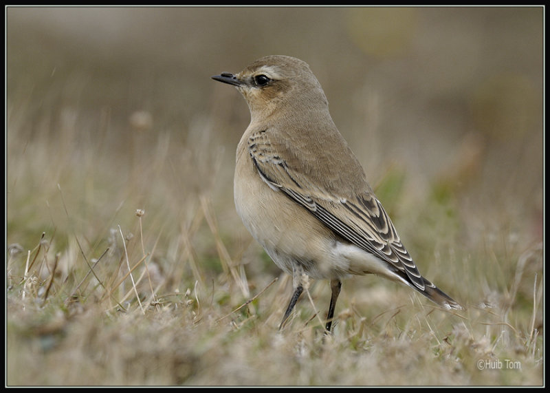 Tapuit - Wheatear