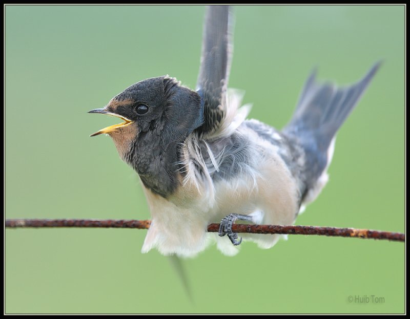 Boerenzwaluw - Swallow