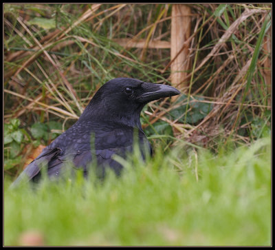 Kraai  - Carrion Crow