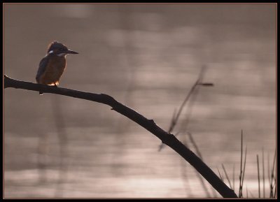 IJsvogel - Kingfisher