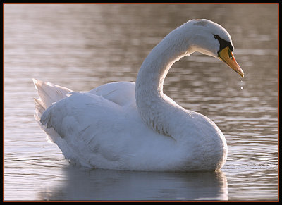 Zwaan - Mute Swan
