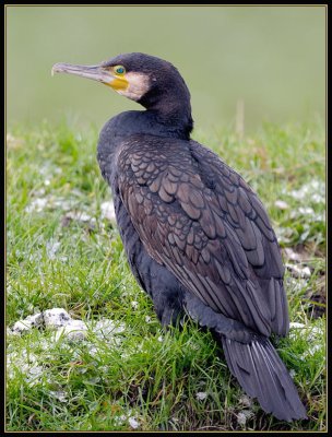 Aalscholver - Cormorantant