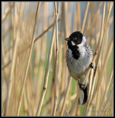Rietgors -  Reed Bunting