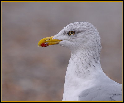 Zilvermeeuw - Herring Gull