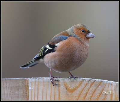 Vink - Chaffinch