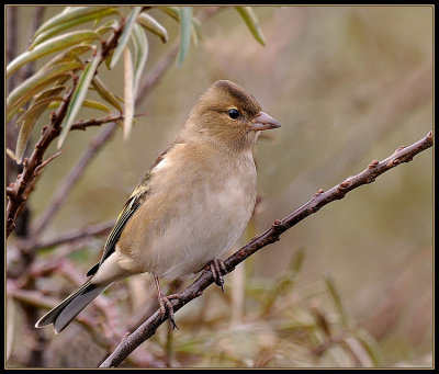 Vink - Chaffinch