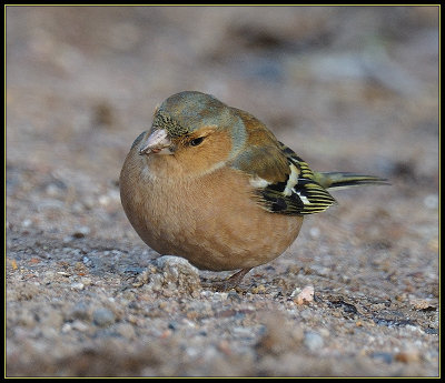 Vink - Chaffinch